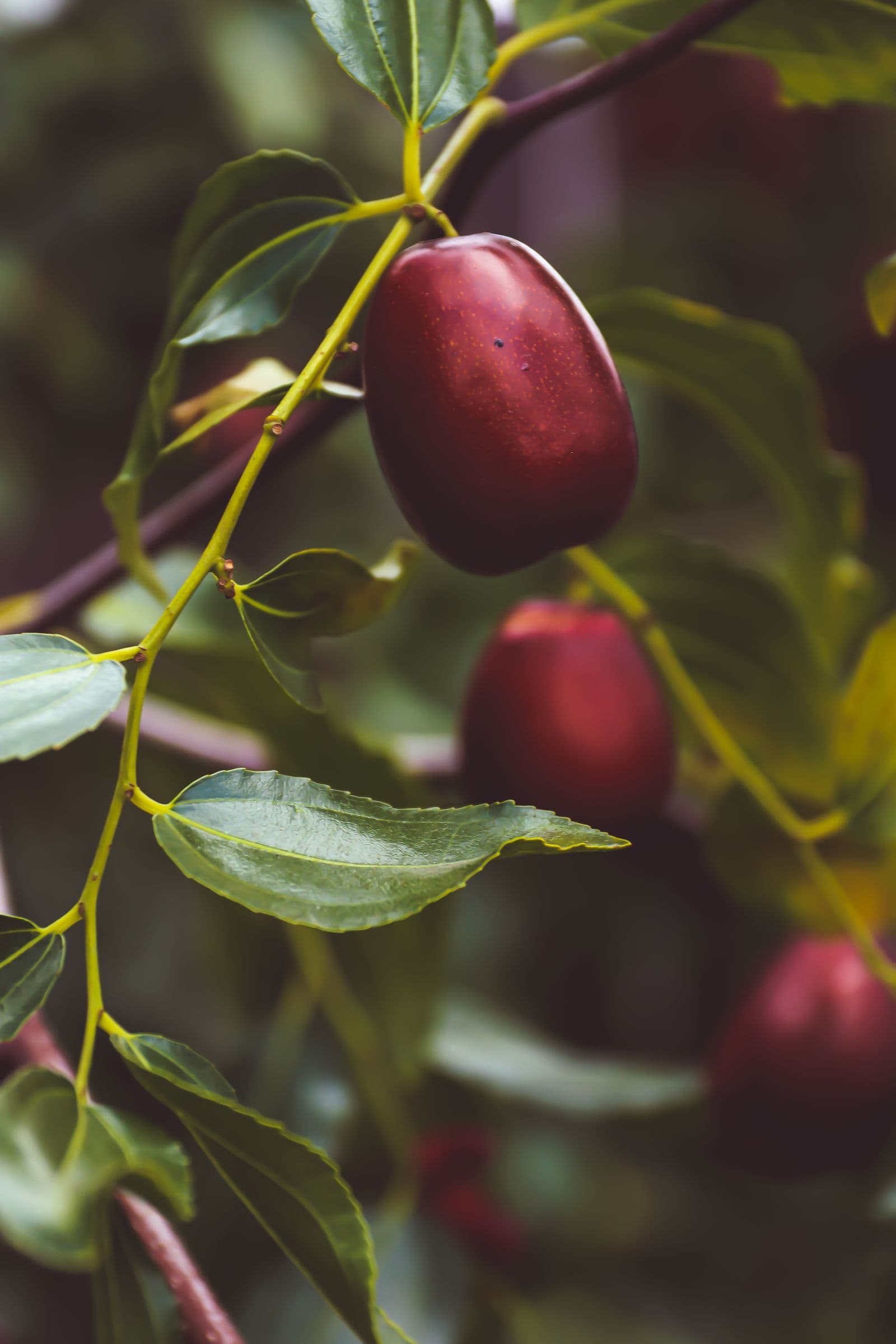 Grey Jujube